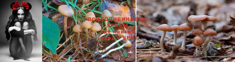 Псилоцибиновые грибы Psilocybine cubensis  Боготол 